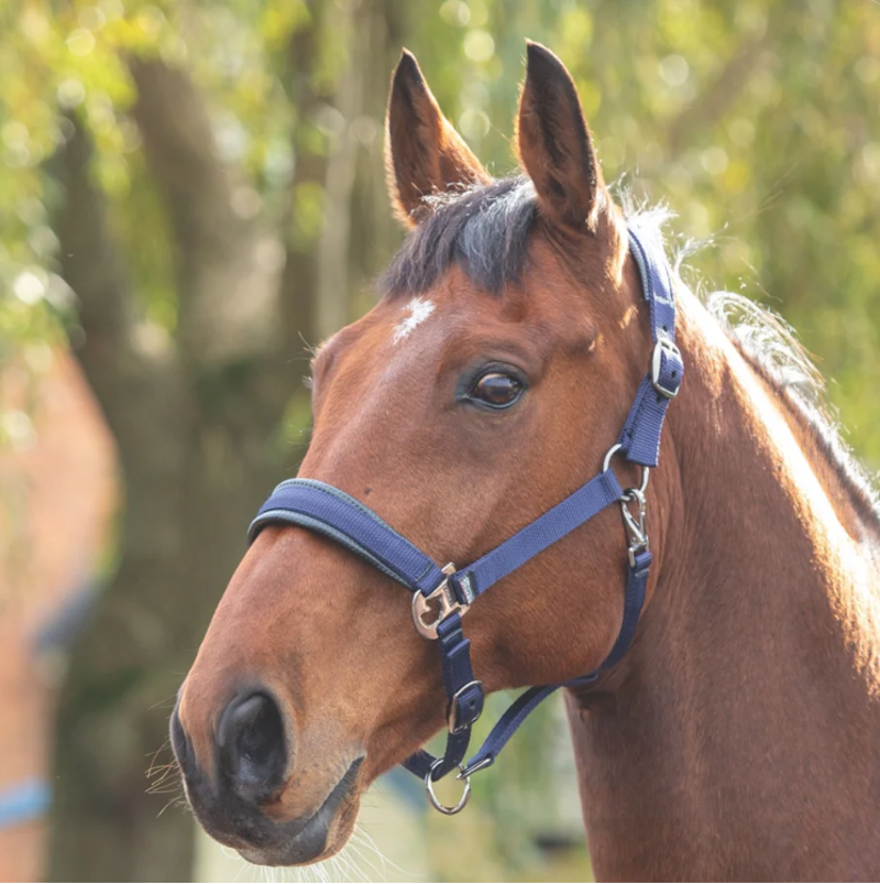 Shires Padded Headcollar - Navy