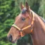 Shires Padded Headcollar - Orange