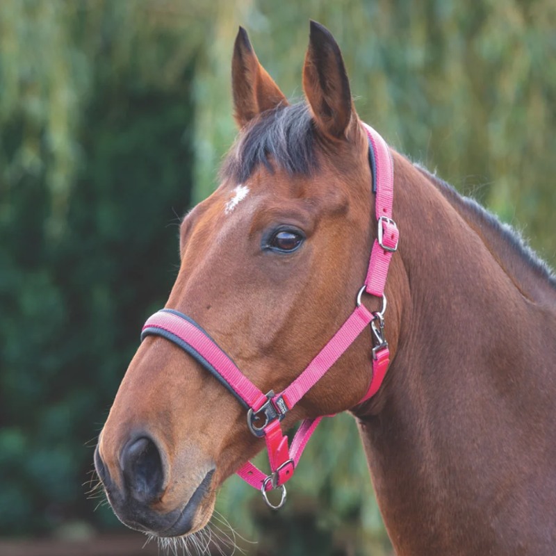 Shires Padded Headcollar - Pink