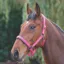 Shires Padded Headcollar - Pink