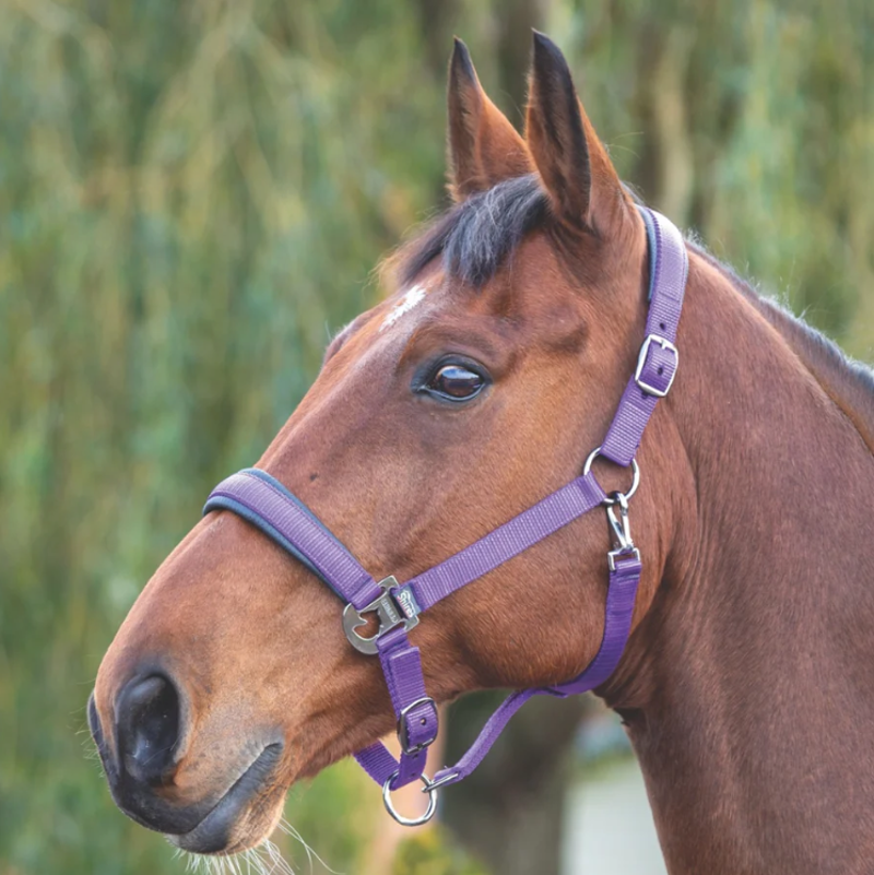 Shires Padded Headcollar - Purple