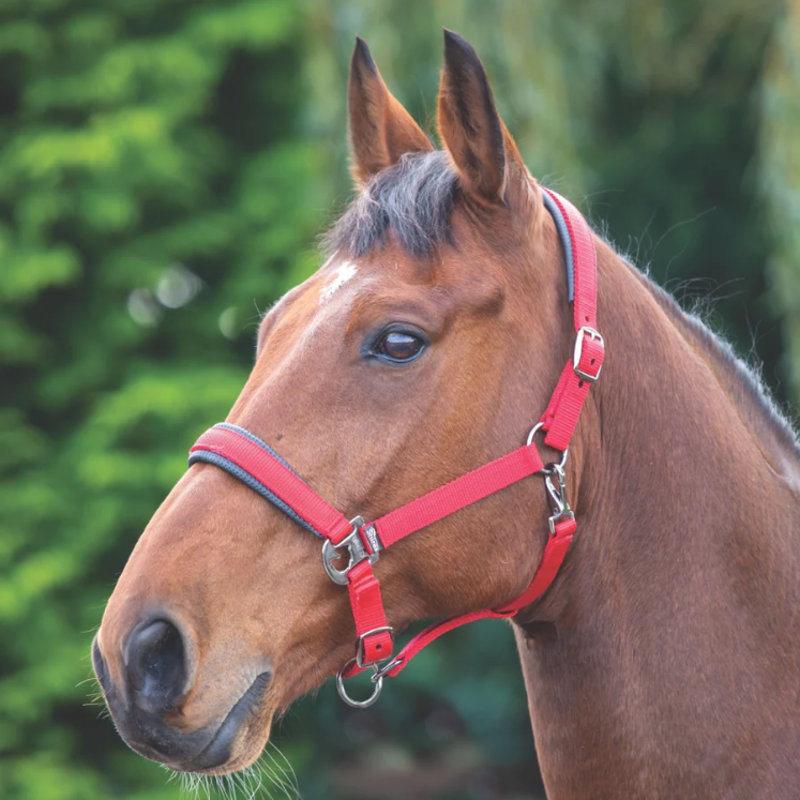 Shires Padded Headcollar - Red