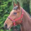 Shires Padded Headcollar - Red