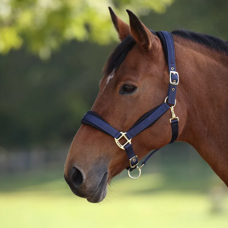 Shires ARMA Padded Headcollar - Navy-8