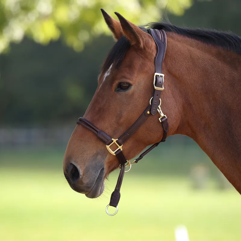 Shires Velociti Lusso Soria Leather Headcollar - Havana-10