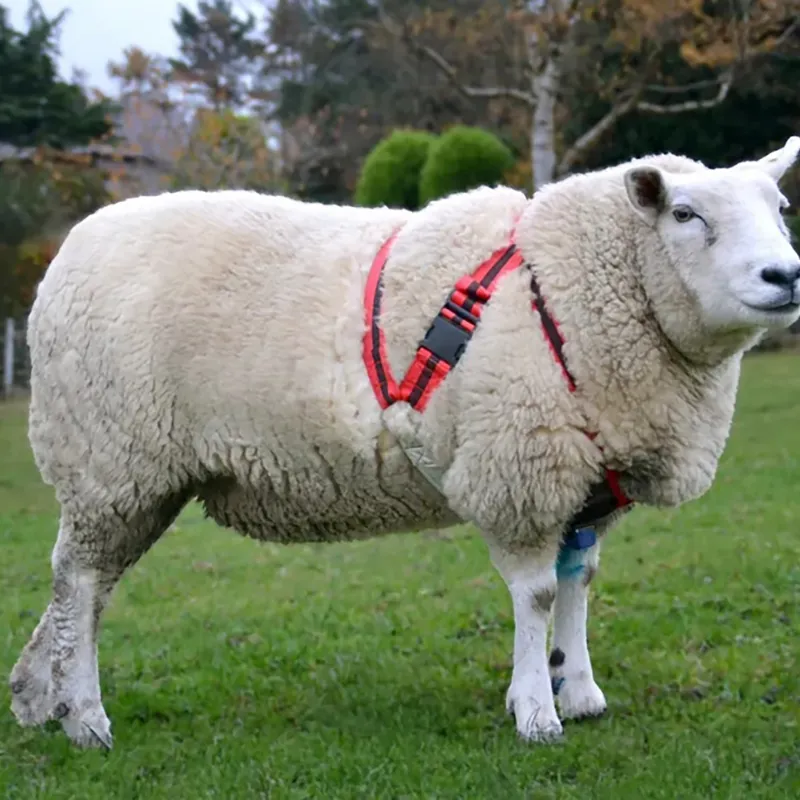 Agrimark Deluxe Anti-Chaffe Ram Harness - Red with Black Stripe