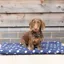 Supreme Products Dotty Fleece Dog Bed - Noble Navy
