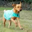 Supreme Products Dotty Fleece Dog Coat - Gorgeous Green