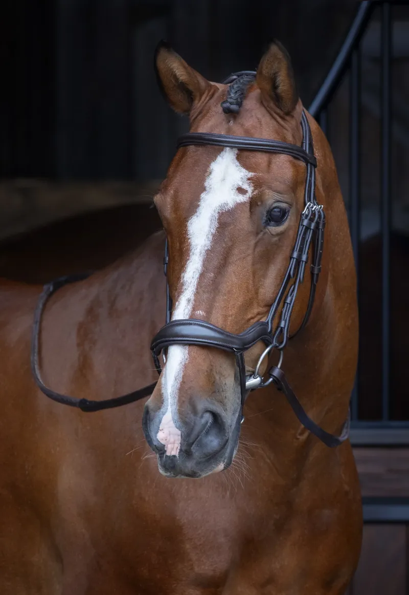 Shires Velociti RAPIDA Ergonomic Flash Bridle - Havana - Pony - Unboxed