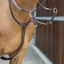 Shires Velociti Lusso Running Martingale - Havana