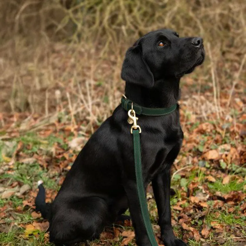 Benji and Flo Noble Suede Dog Collar - Green/Gold-1