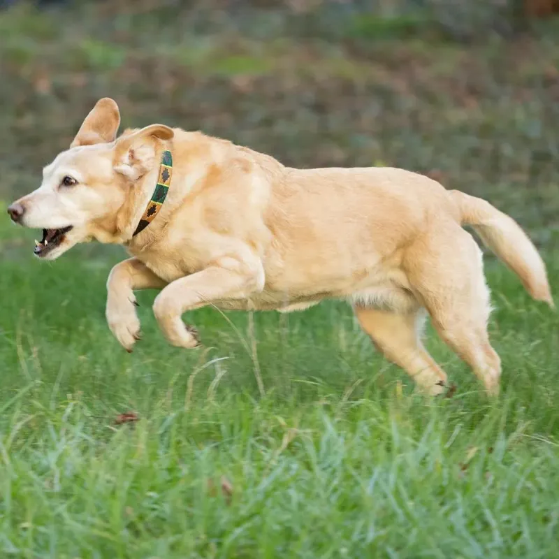 Benji and Flo Sublime Polo Leather Dog Collar - Green/Gold-1