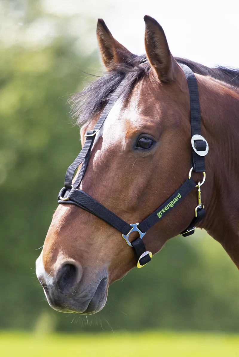 Shires Greenguard Headcollar - Black