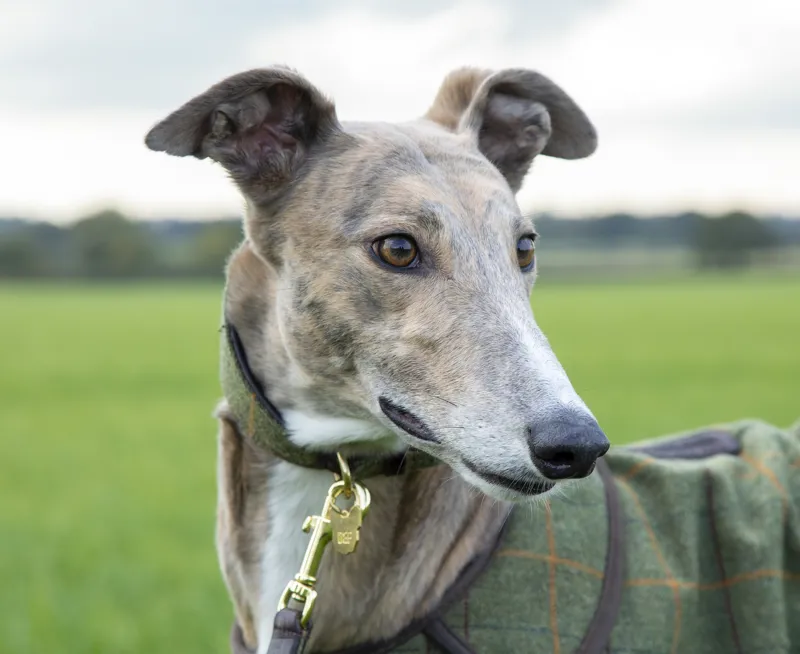 Shires Digby and Fox Tweed Greyhound Collar - Red/Yellow/Blue Check-2