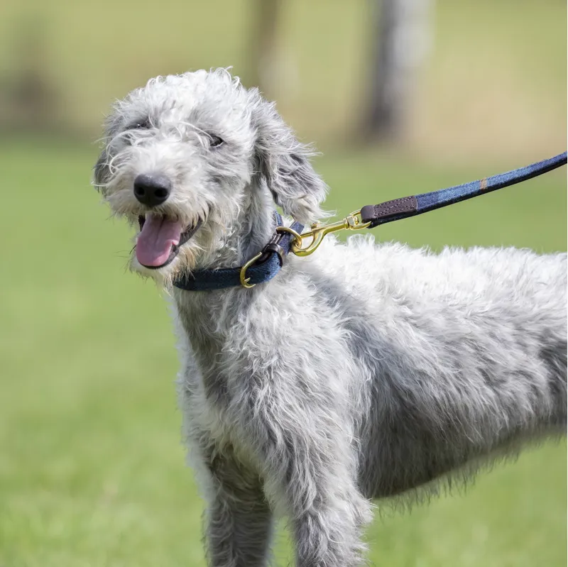 Shires Digby and Fox Tweed Dog Collar - Navy-3