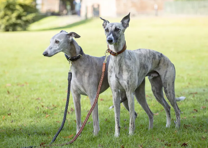 Shires Digby and Fox Plaited Dog Lead - Brown-1