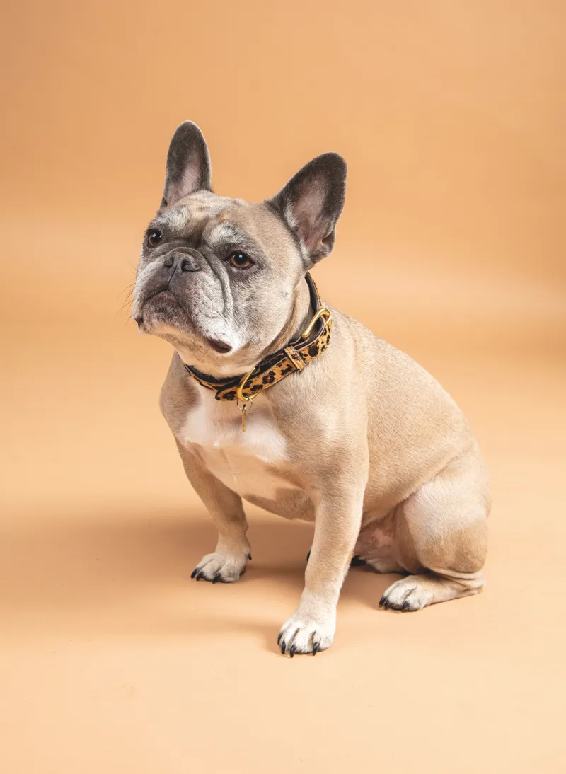 Shires Digby and Fox Cow Hair Dog Collar - Leopard-2