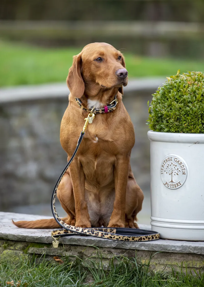 Shires Digby and Fox Cow Hair Dog Collar - Leopard-1