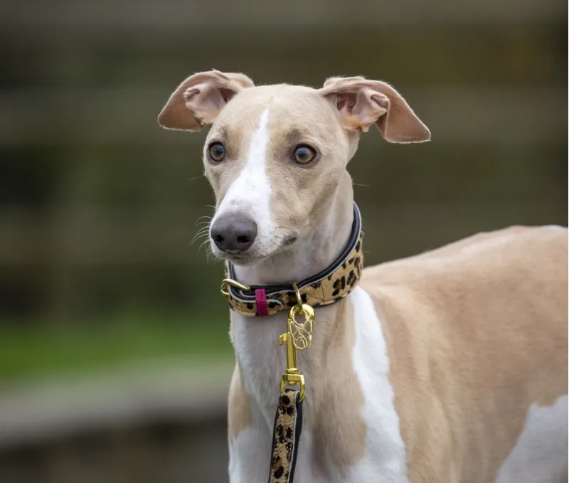 Shires Digby and Fox Cow Hair Greyhound Collar - Leopard-2