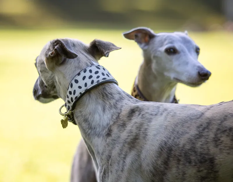 Shires Digby and Fox Cow Hair Greyhound Collar - Spot-1