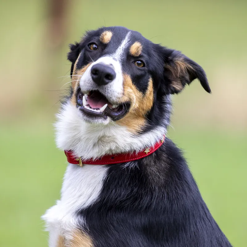 Shires Digby and Fox Star Dog Collar - Scarlett-2