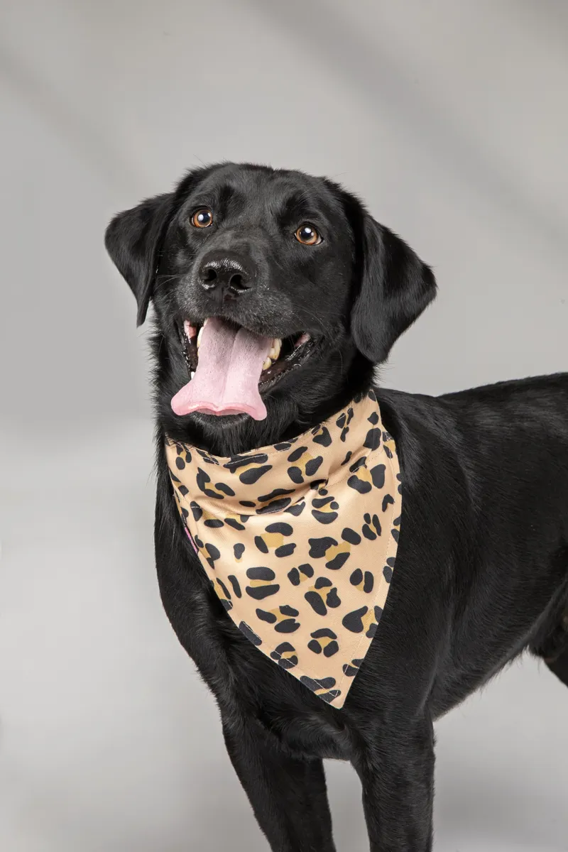 Shires Digby and Fox Bandana - Leopard