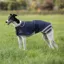 Shires Digby and Fox Waterproof Greyhound Coat - Navy