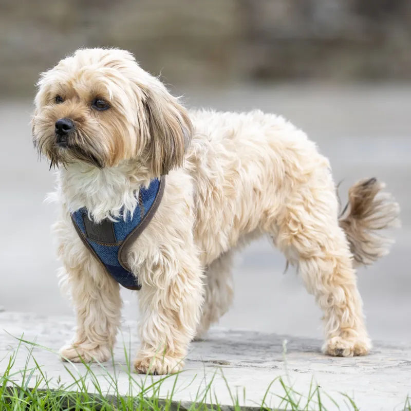 Shires Digby and Fox Tweed Dog Harness - Navy