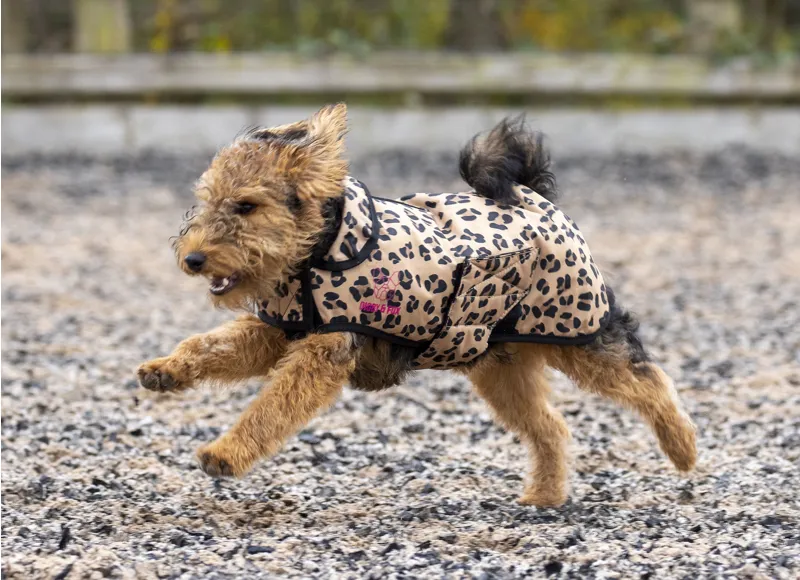 Shires Digby and Fox Leopard Dog Coat - Leopard-3