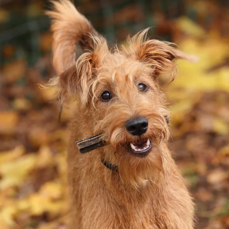 Shires Digby and Fox Buffalo Tripe-3