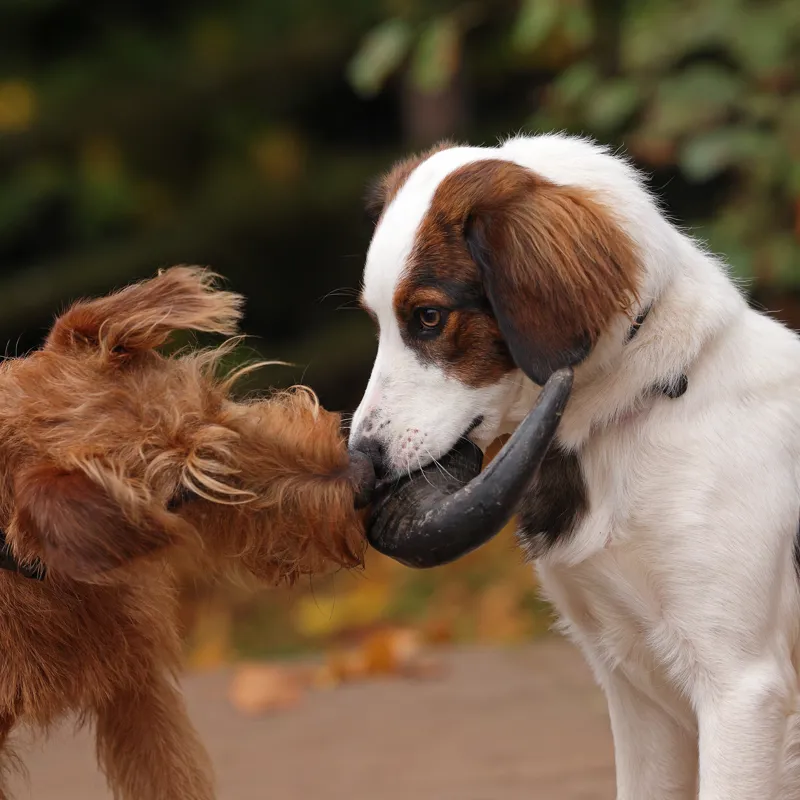 Shires Digby and Fox Buffalo Horns Treats-4