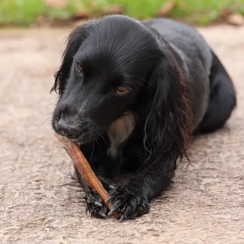Shires Digby and Fox Buffalo Tails Natural Treats-3
