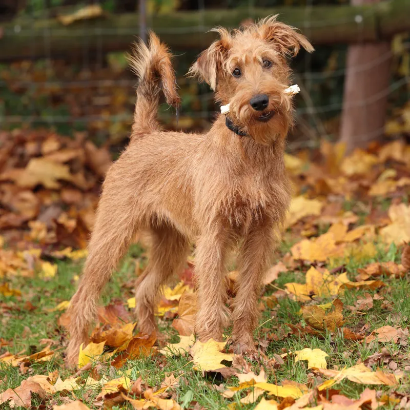 Shires Digby and Fox Lamb Skin Braided Treats-3