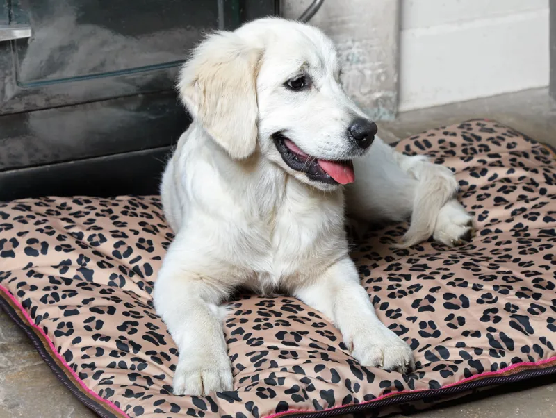 Shires Digby and Fox Waterproof Dog Bed - Leopard