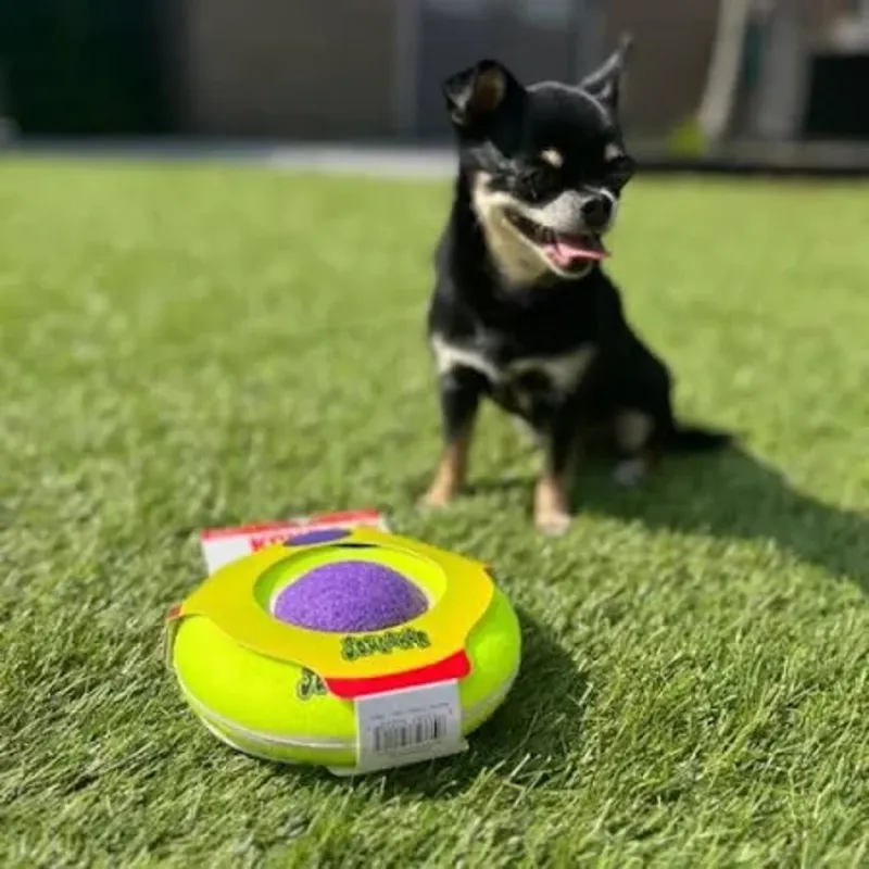 KONG AirDog Saucer-2