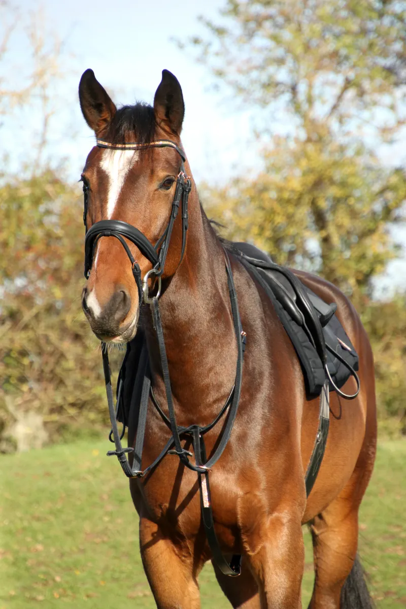 Hy Equestrian Rosciano Rose Gold Stirrup Leathers - Black/Rose Gold-2