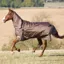 Shires Winter Typhoon 300g Combo Turnout Rug - Bronze