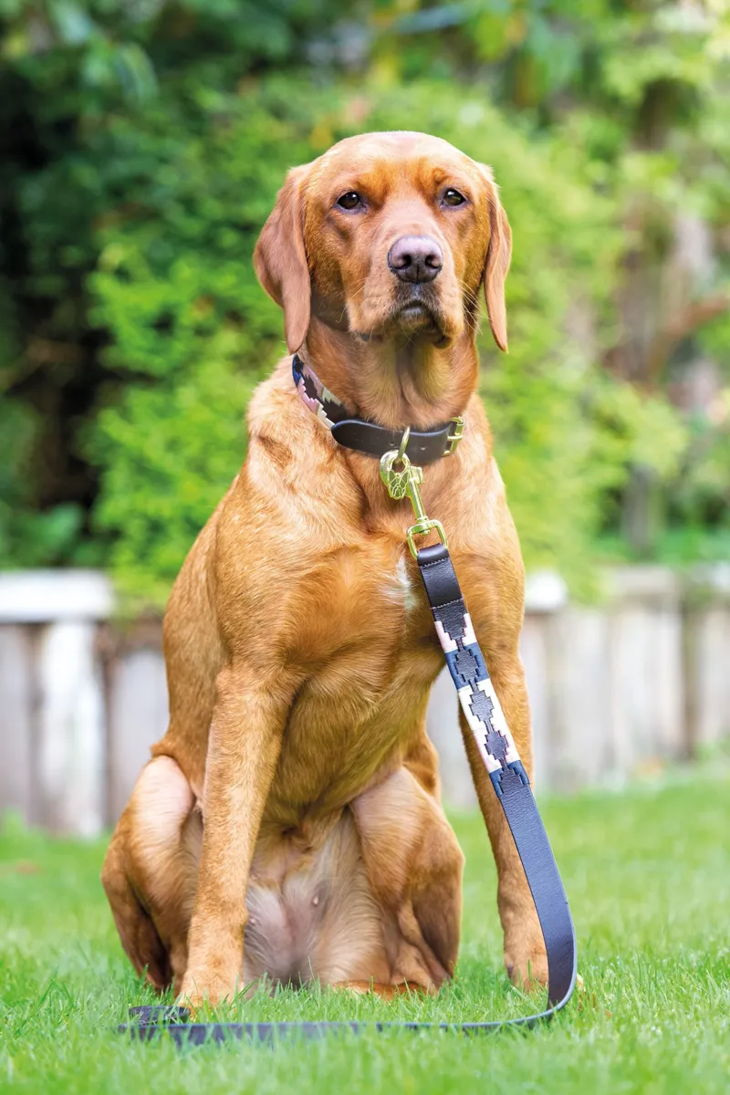 Shires Digby and Fox Drover Polo Dog Lead - Natural/Pink/Navy-1