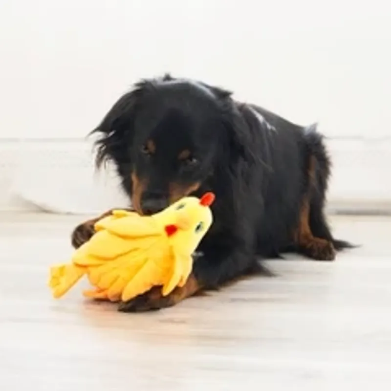 KONG Medium Dog Toy Layerz - Forage Hen-5