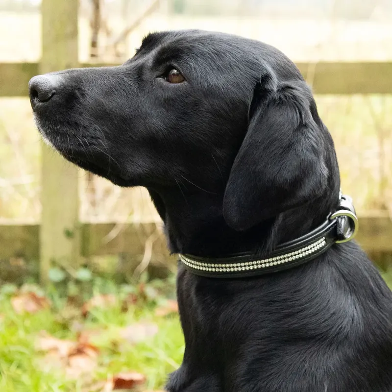 Benji and Flo Dazzling Diamante Dog Collar - Black-2