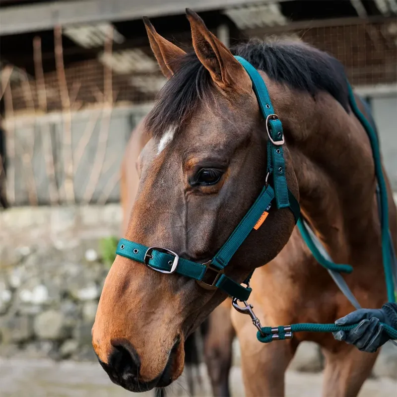 Cameo Suede Padded Headcollar - Evergreen-2