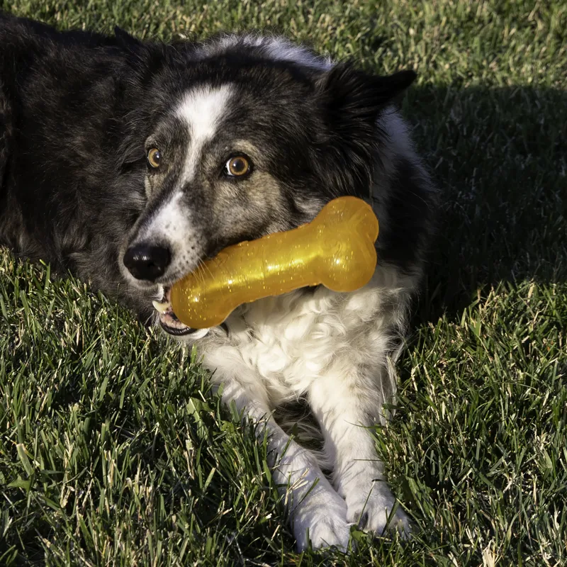 KONG Squeezz Crackle Bone Dog Toy - Assorted Colours-2