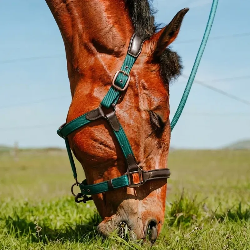 Cameo ComfortPro Headcollar - Evergreen-1