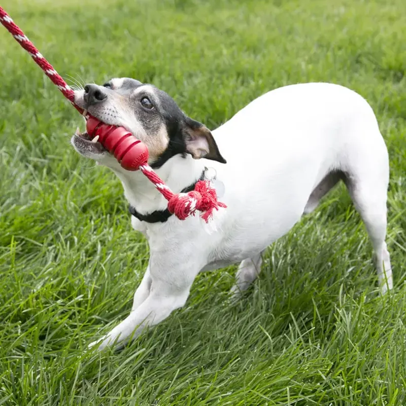 KONG Dental With Rope -2