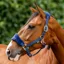 Horseware Signature Grooming Headcollar - Navy