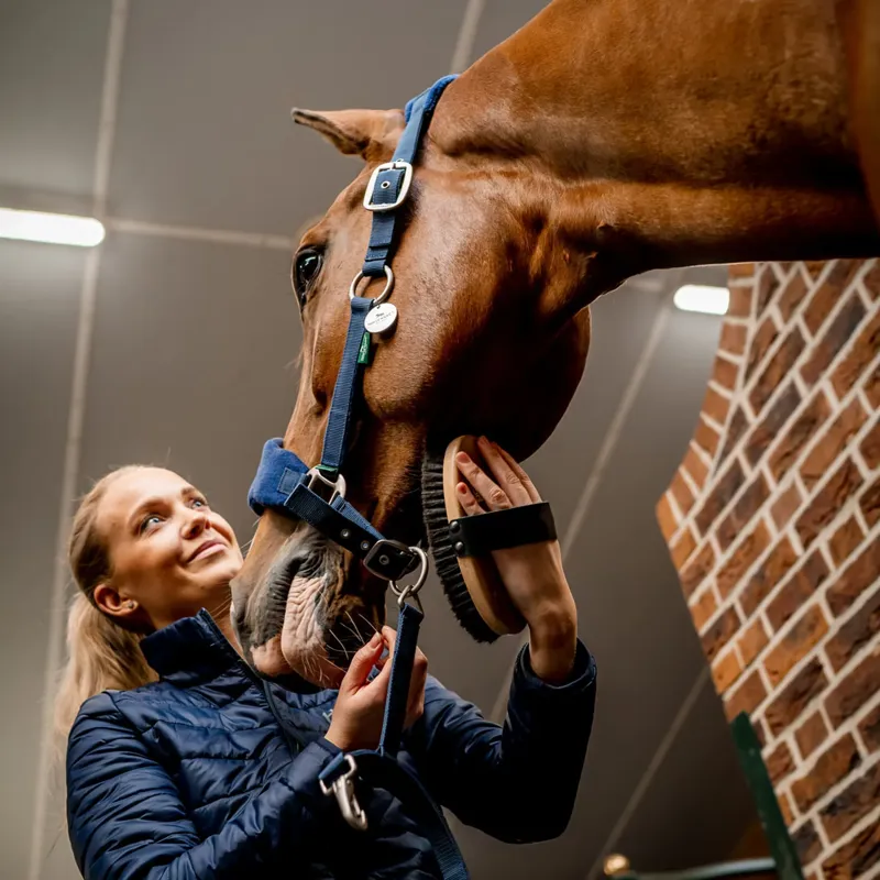 Horseware Signature Grooming Headcollar - Navy-2