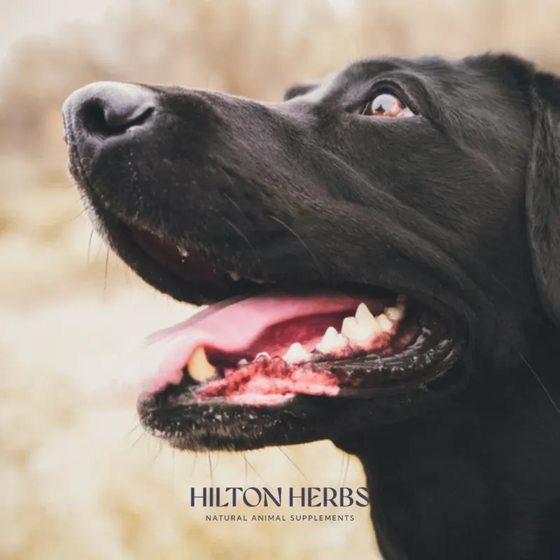 Hilton Herbs Canine Digest Support - 125g Tub-8
