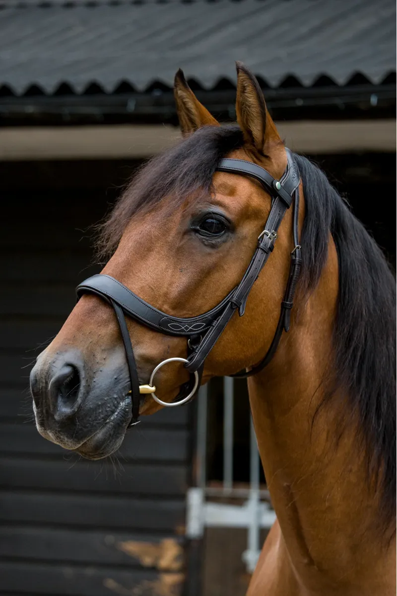 EcoRider Freedom Comfort Bridle - Black-2