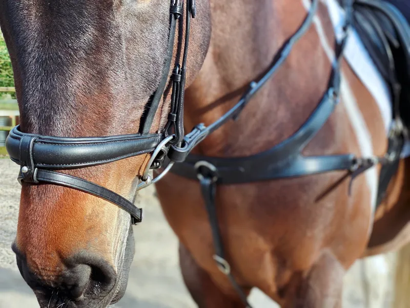 EcoRider Ecosoft Luxe Noseband - Black-2