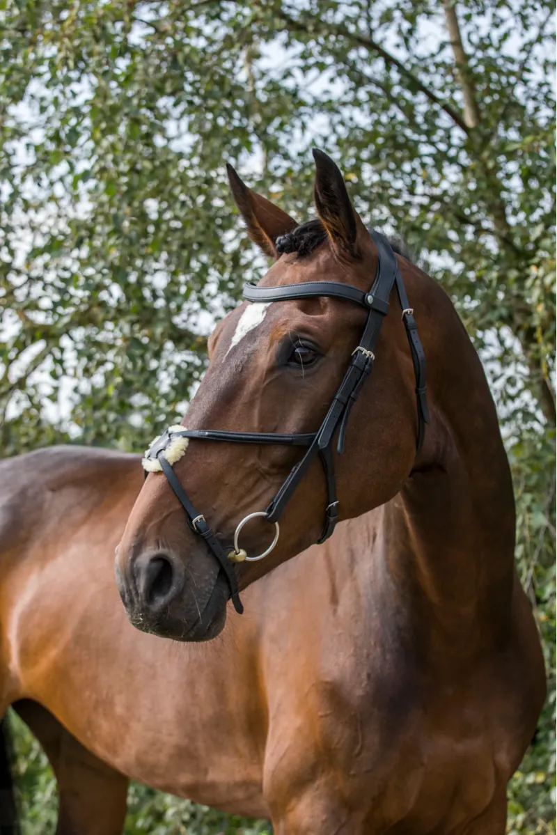 EcoRider Freedom Grackle Bridle - Black-3